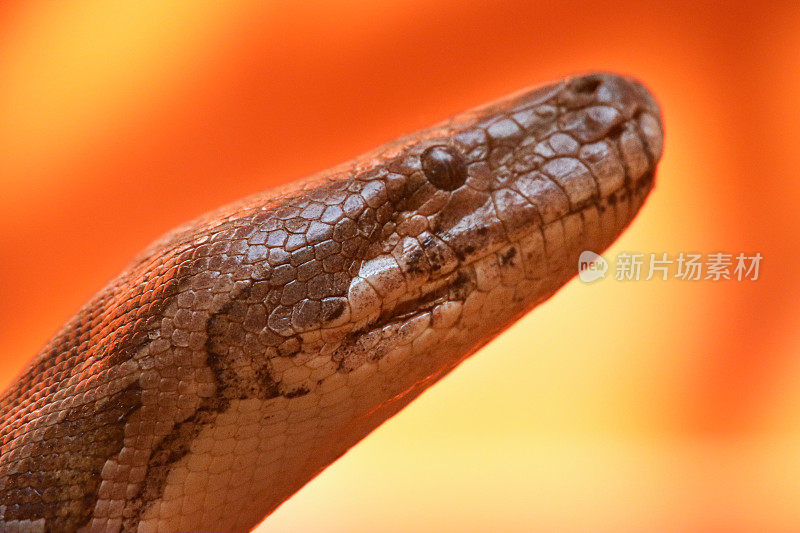 印度蟒蛇(python molurus)的头部特写图像，鼻孔和坑器官，棕色蛇皮鳞片图案，橙色背景，大头照